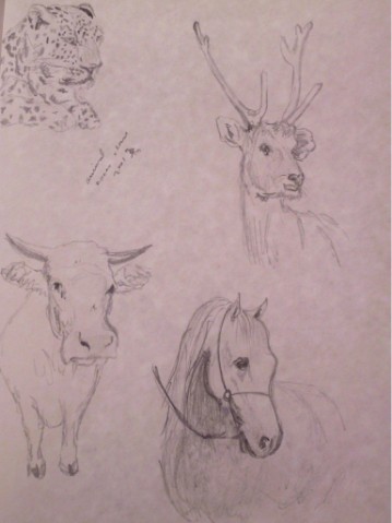 study: animals and nature 1