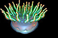 the neon art of candice gawne