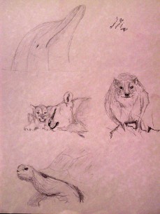 study: animals and nature 4