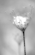 snowcatcher